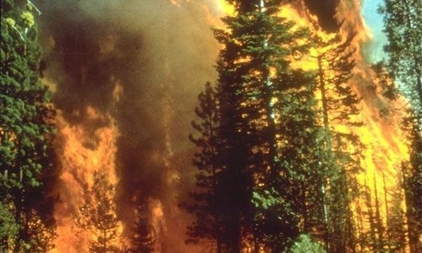 Skogsbrand (wikipedia)