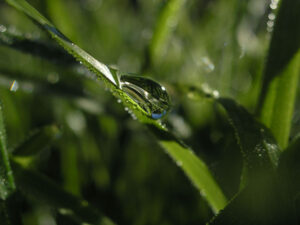 Läs mer om artikeln När kommer sommaren?