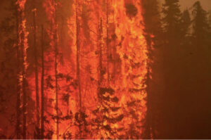 Läs mer om artikeln Stora skogsbränder i Alaska