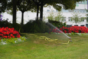 Läs mer om artikeln Man behöver inte vattna när det regnar