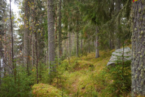 Läs mer om artikeln Skogen vi nyttjade