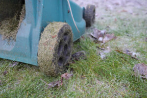 Läs mer om artikeln Klippa gräsmattan på julafton?