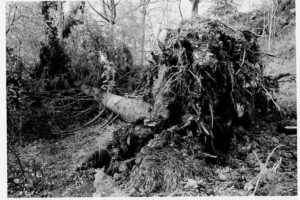 Läs mer om artikeln Helga blir ett riktigt oväder