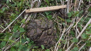 Läs mer om artikeln En björn vid mitt hus?