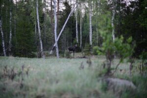 Läs mer om artikeln Älg om natten