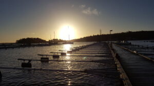 Läs mer om artikeln Båtupptagning en vårlik novemberdag