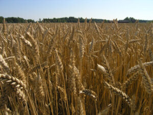 Läs mer om artikeln Debattartikel i SvD om mat, klimat och krisberedskap