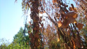 Läs mer om artikeln Är värmeböljan slut snart?