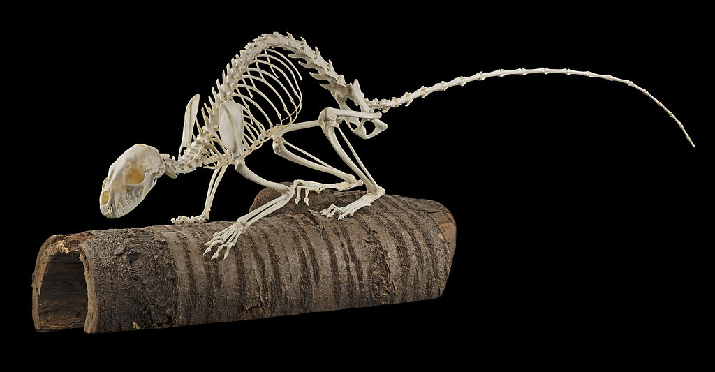 Stenmård, skelett