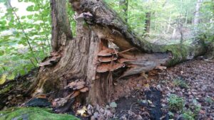 Läs mer om artikeln Biologiska mångfaldens dag 22 maj