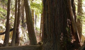 Läs mer om artikeln Kan något annat än människan ha rättigheter?