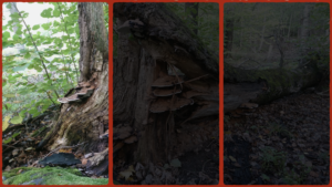 Läs mer om artikeln Människan som förändrade klimatet. 1/3 Jorden vi ägde