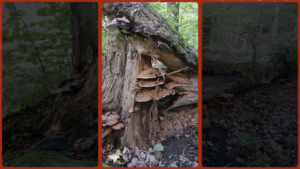 Läs mer om artikeln Människan som förändrade klimatet. 2/3 Någon grad hit eller dit