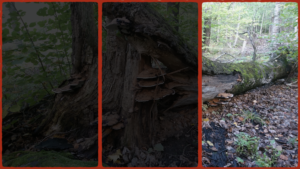 Läs mer om artikeln Människan som förändrade klimatet. 3/3 Festen är över, dags att se över relationerna